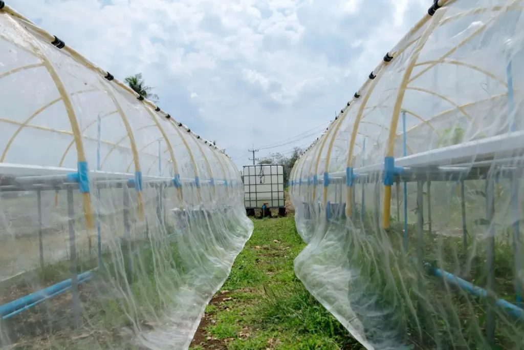 Greenhouse with plants under woven shade cloth fabric in agricultural setting.